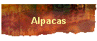 Alpacas in Virginia