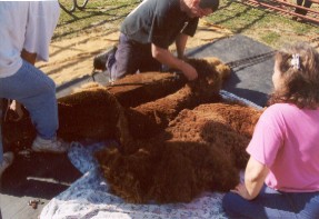 Alpaca Shearing Demo